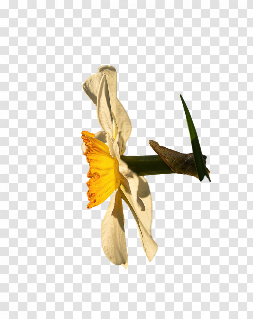 Flower Plant Stem Petal Yellow Flora Transparent PNG