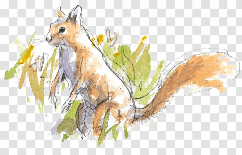 Red Fox Tree Squirrel Drawing - Dog Like Mammal Transparent PNG