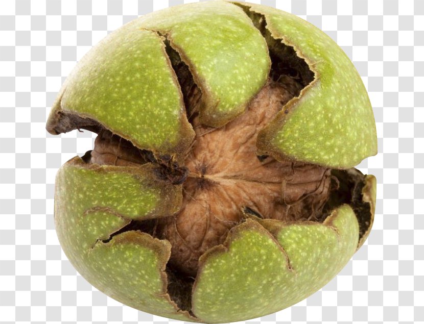 English Walnut Fesenjān Nuts Food - Fruit Transparent PNG