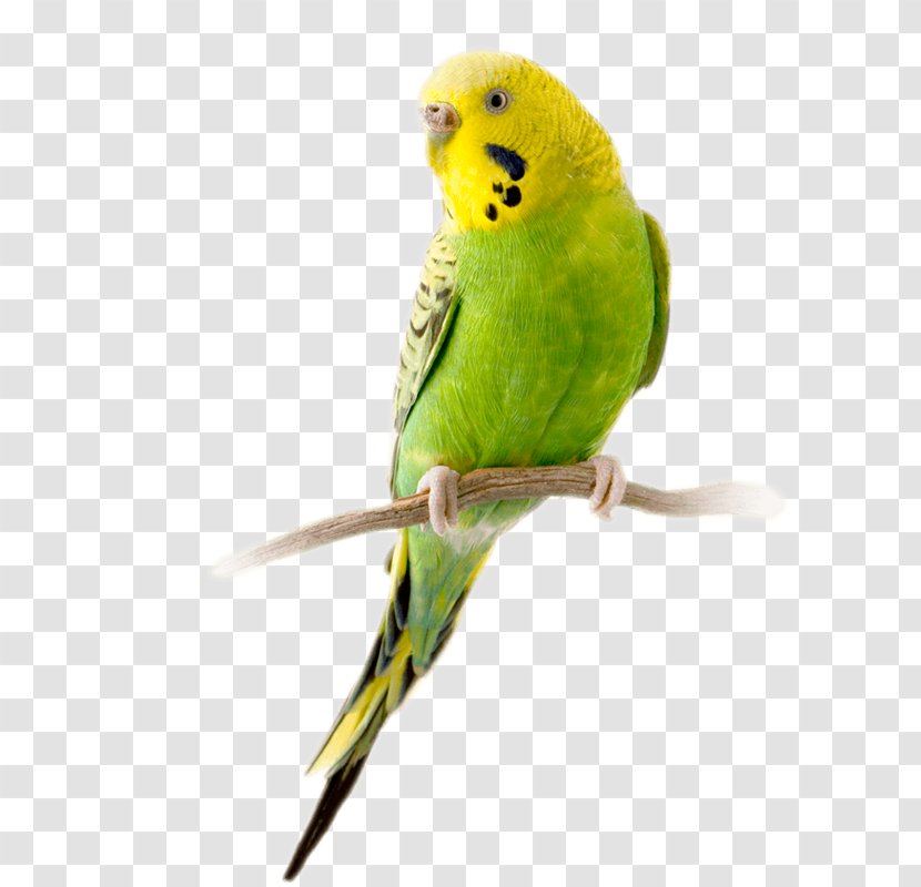 Budgerigar Parrot Bird Parakeet Stock Photography - Depositphotos Transparent PNG
