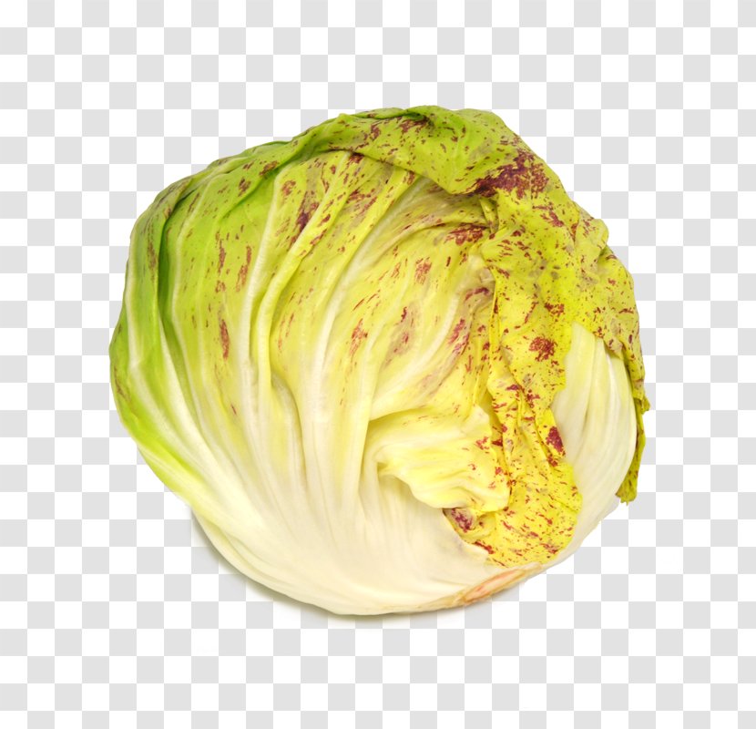 Castelfranco Veneto Romaine Lettuce Veganism Radicchio Vegetable - Cabbage Transparent PNG