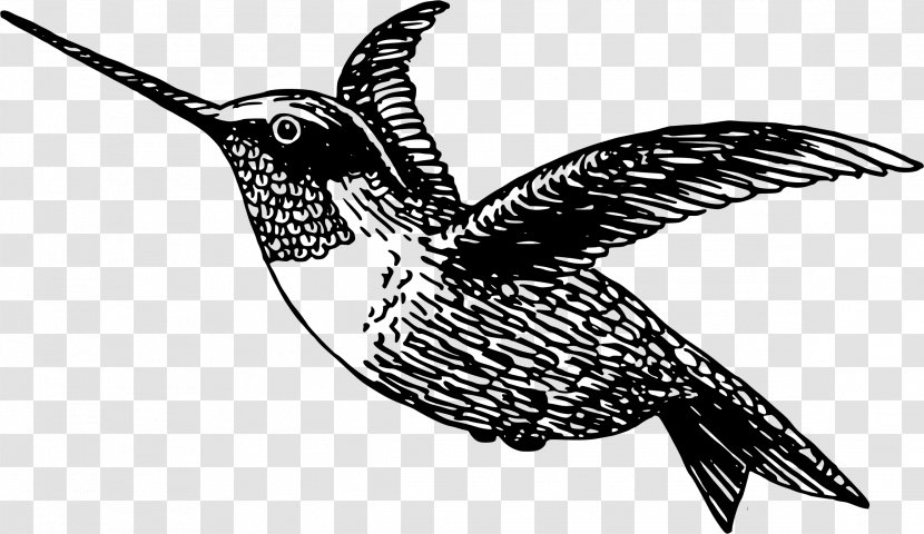 Hummingbird Clip Art - Wing Transparent PNG