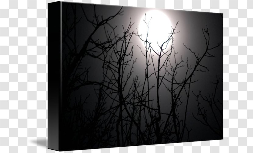 Desktop Wallpaper White Computer Rectangle Branching - Winter Night Transparent PNG