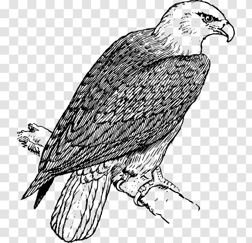 Bald Eagle Coloring Book Adult - Accipitriformes Transparent PNG