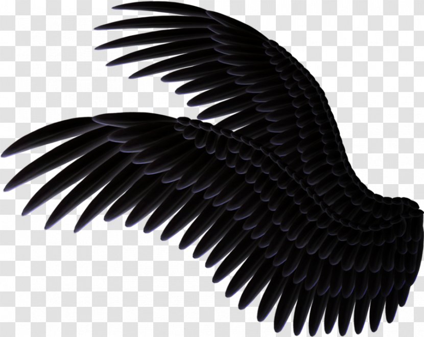 Clip Art - Beak - Black And White Wings Transparent PNG