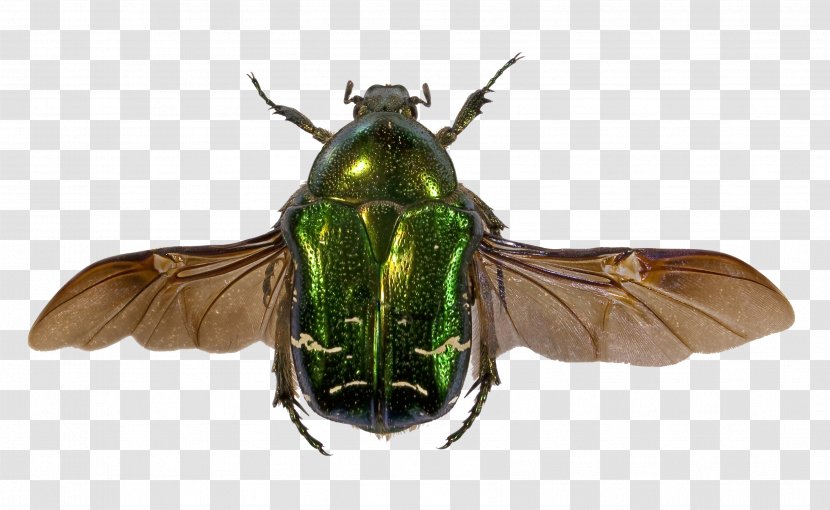 Beetle Flower Chafer Goliathus Cetonia Aurata Insect Wing - Pest - Closeup Transparent PNG