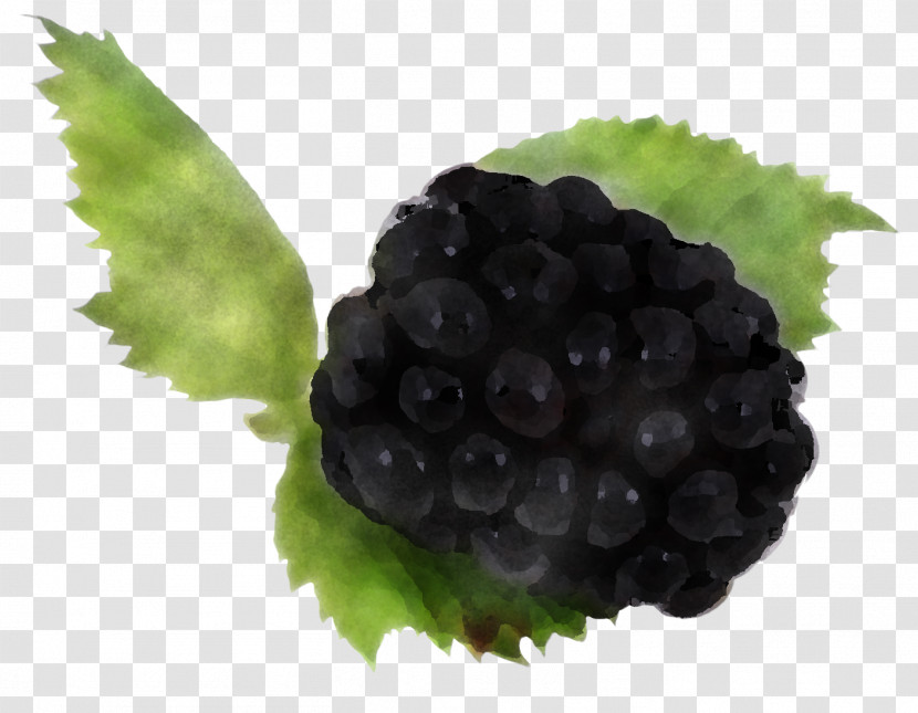 Blackberry Berry Grape Fruit Rubus Transparent PNG