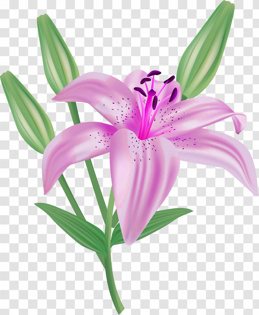 Flower Lilium Candidum Clip Art - Pink - Lilly Transparent PNG