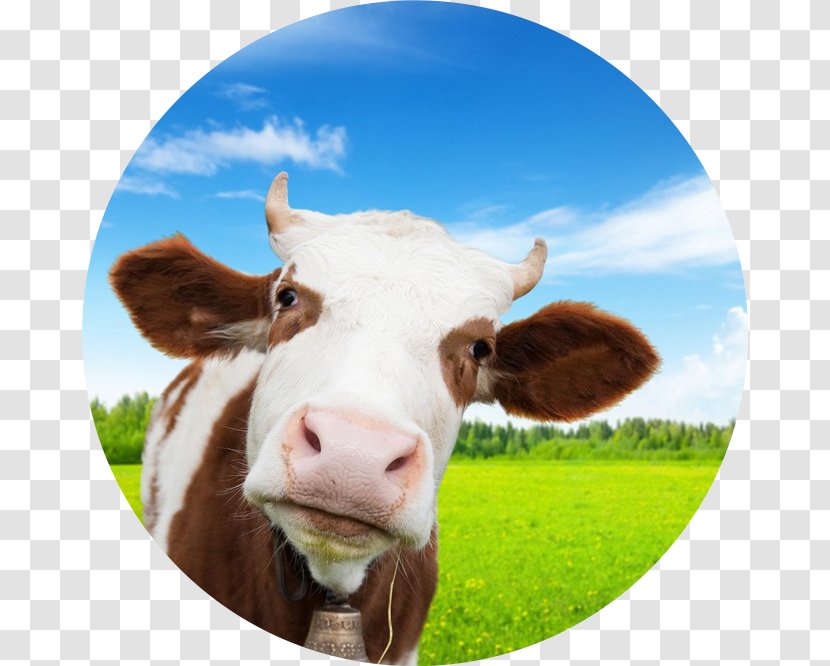 Belgian Blue Beef Cattle Angus Bovine Somatotropin Wall Decal - 复仇者联盟3 Transparent PNG