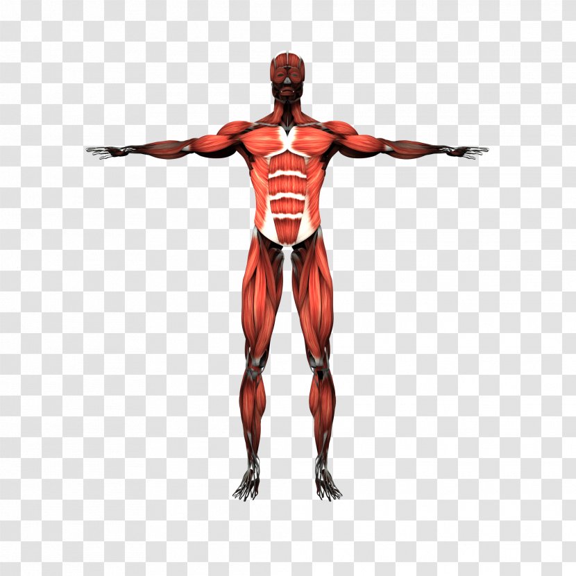 Muscular System Skeletal Muscle Human Body Skeleton - Cartoon - Man Transparent PNG