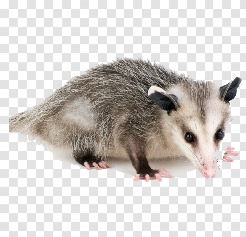 Virginia Opossum Advertising Agency Common - Mammal Transparent PNG