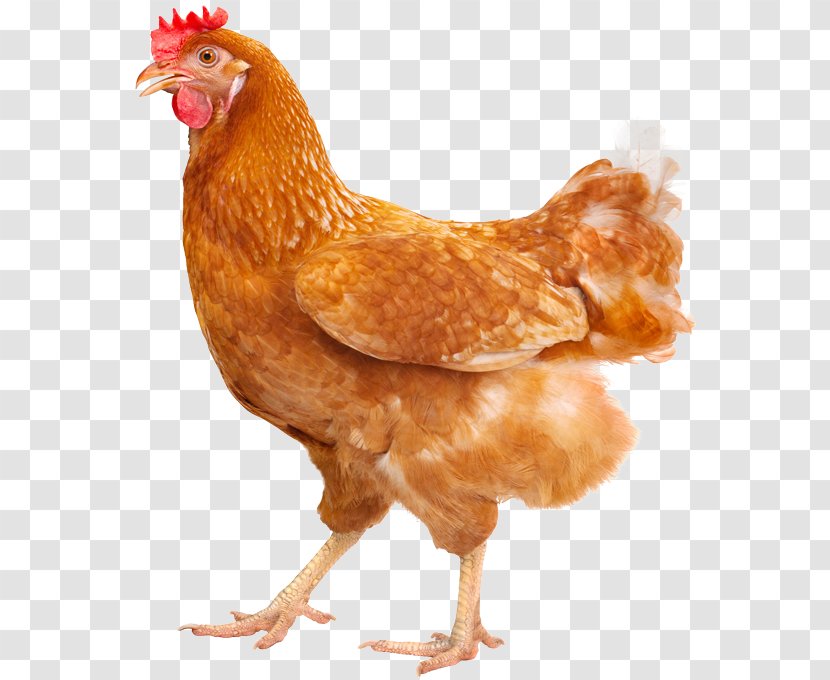 Plymouth Rock Chicken Silkie Hen Poultry Farming Free Range - Beak - Egg Transparent PNG