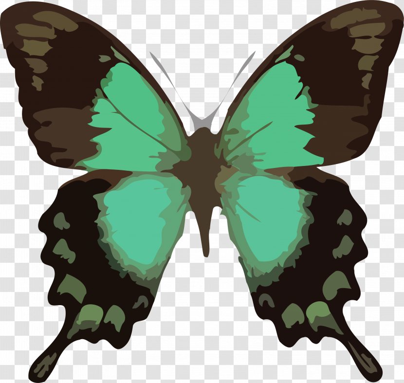 Swallowtail Butterfly Old World Green Papilio Lorquinianus - Brushfooted - Caterpillar Clipart Transparent PNG
