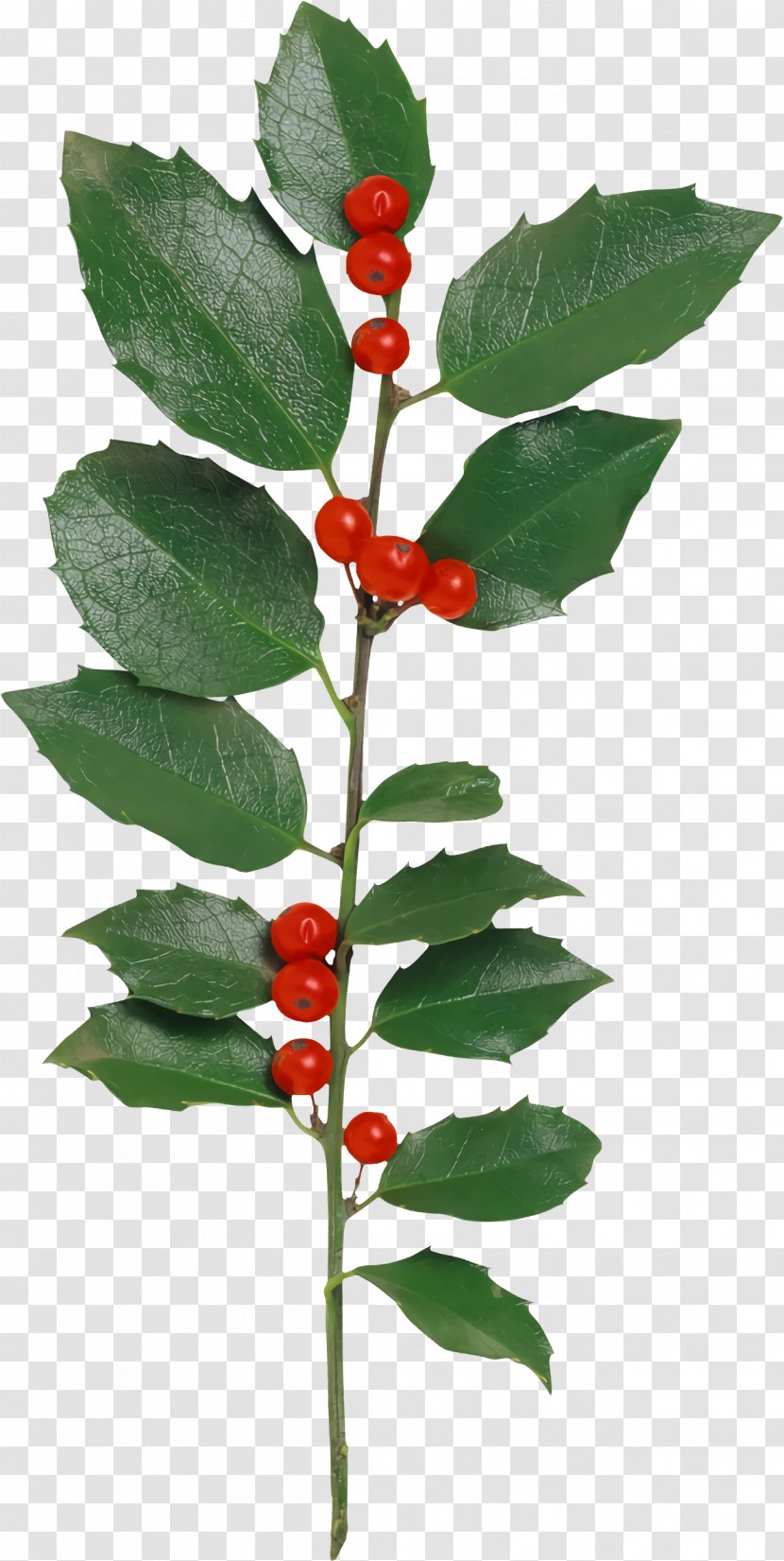 Christmas Holly Ilex - Flower - Chokecherry Verticillataamerican Winterberry Transparent PNG