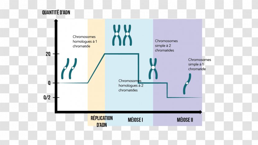 Brand Diagram Line - Number - Design Transparent PNG