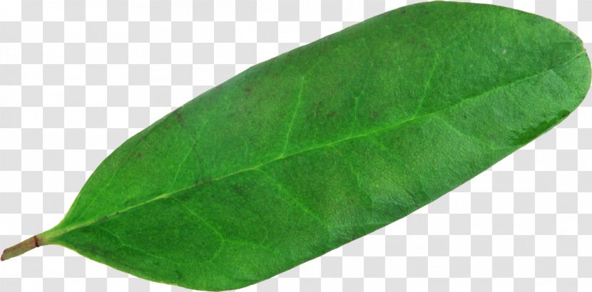 Plant Pathology Green Leaf Transparent PNG