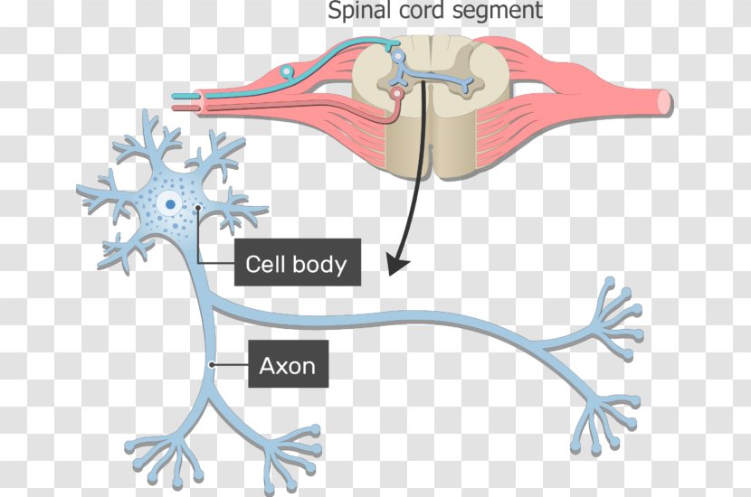 Neuron Axon Nervous System Soma Nerve - Frame - Body Structure Transparent PNG