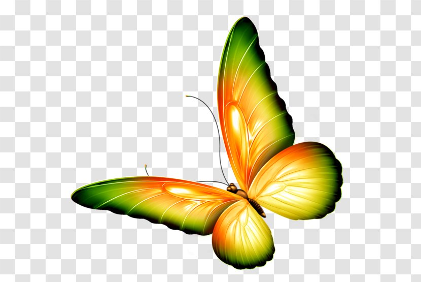 The Very Stubborn Butterfly By Chinyere Nwakanma Insect Monarch Beautiful Garden Poems - Yellow View Images Category Transparent PNG