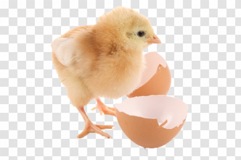 Duck Chicken Goose Bird Quail - Eggs - Born Chick Transparent PNG