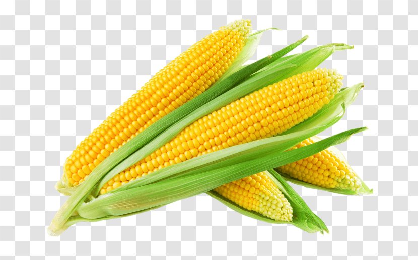 Corn On The Cob Maize Kernel Sweet Corncob - Kernels - Agritech India Transparent PNG