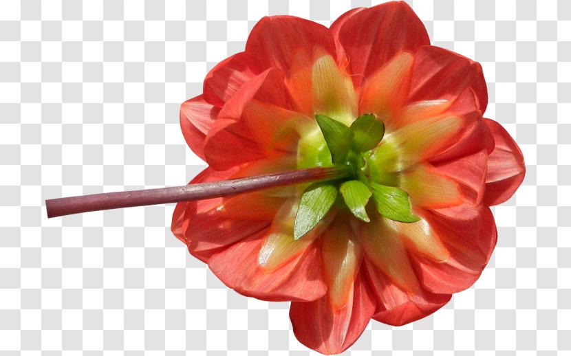 Cut Flowers Petal Flowering Plant Herbaceous Transparent PNG