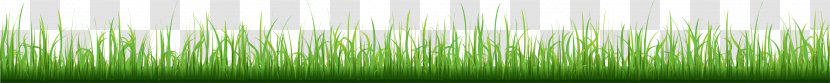 Grasses Angle Plant Stem Family - Grass Transparent PNG