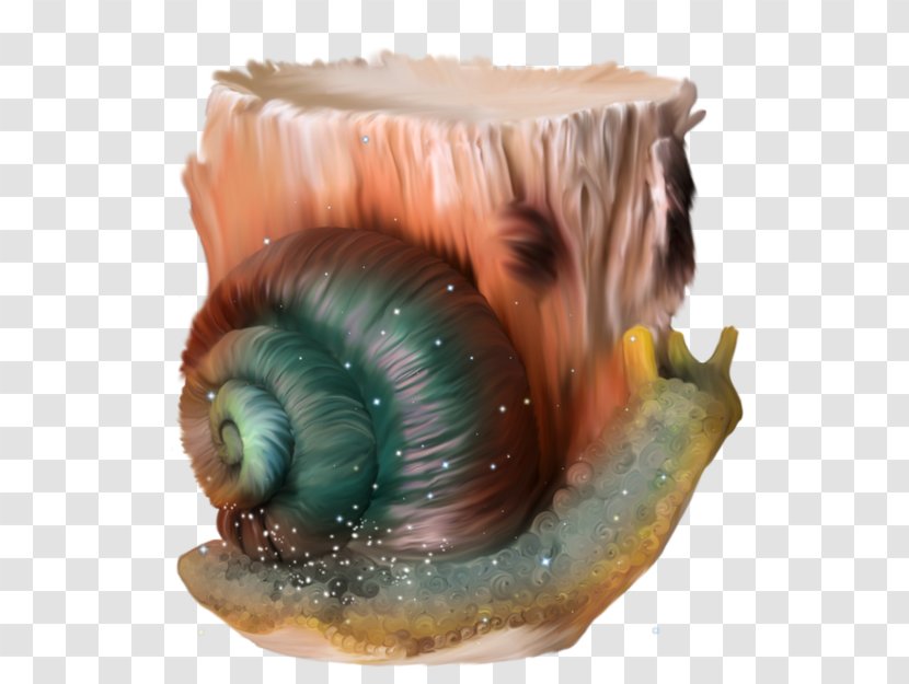 Snail Escargot Orthogastropoda Transparent PNG