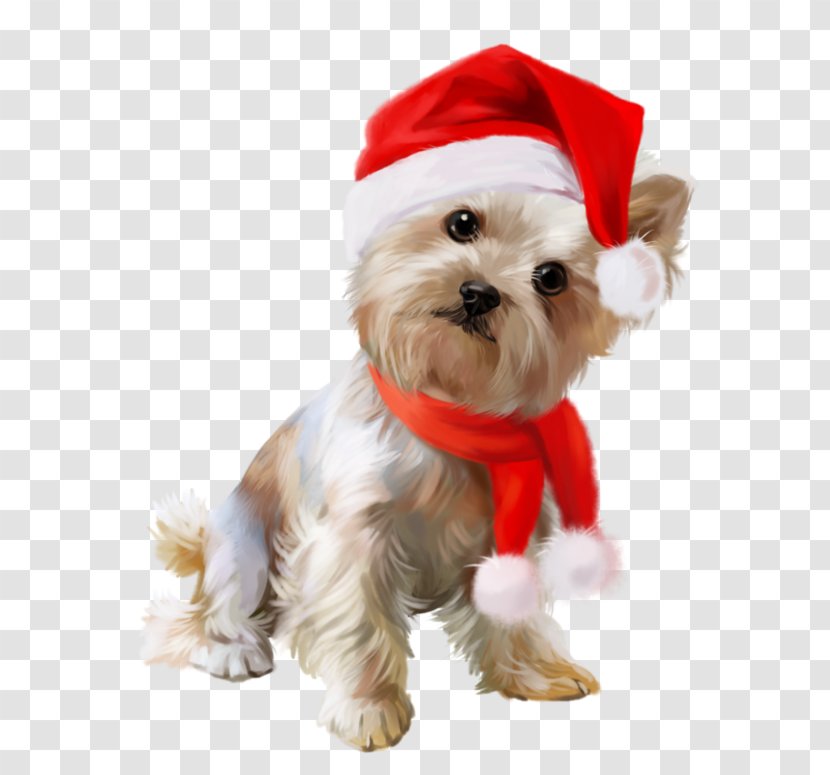 Yorkshire Terrier Puppy Maltese Dog Animation - Breed Transparent PNG