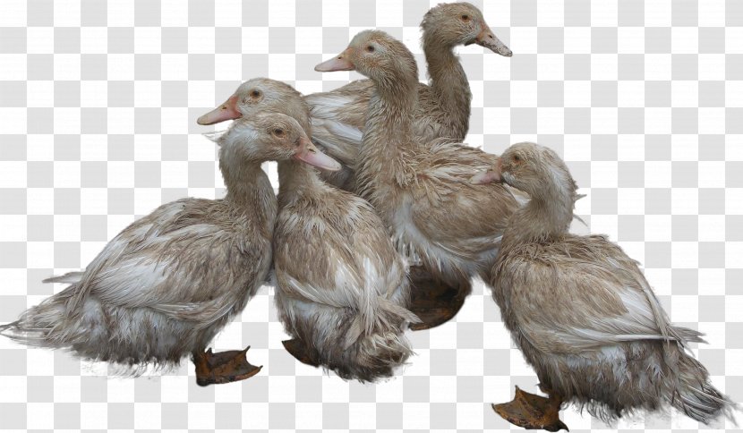 Duck Goose - Anatidae - Ducks Image Transparent PNG