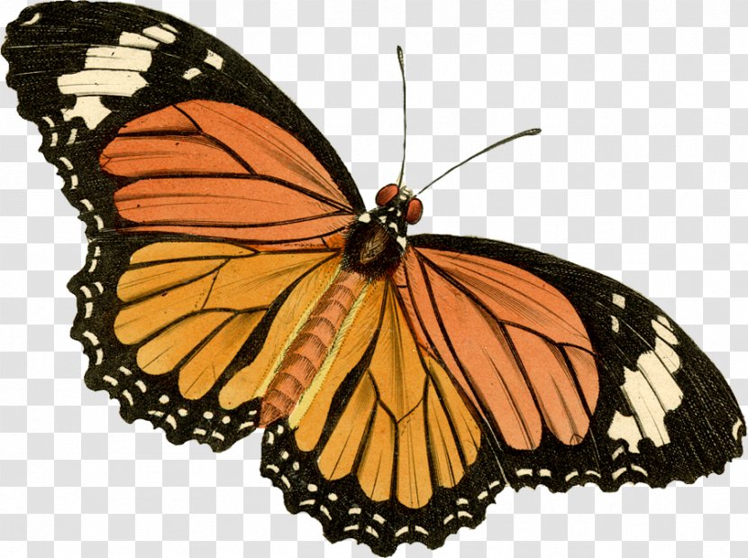 Monarch Butterfly Painted Lady Clip Art - Glasswing Transparent PNG
