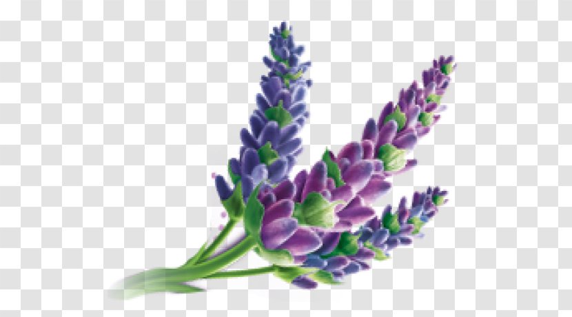 English Lavender Oil Massage Downy - Plant Stem Transparent PNG