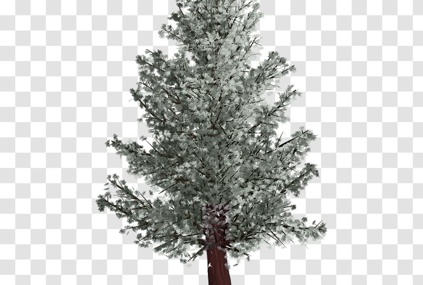 Spruce Fir Tree Pine Winter - Larch - Fontana Di Trevi Transparent PNG