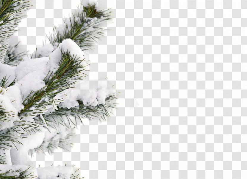 Snow Winter Tree Shutterstock - Grass Transparent PNG