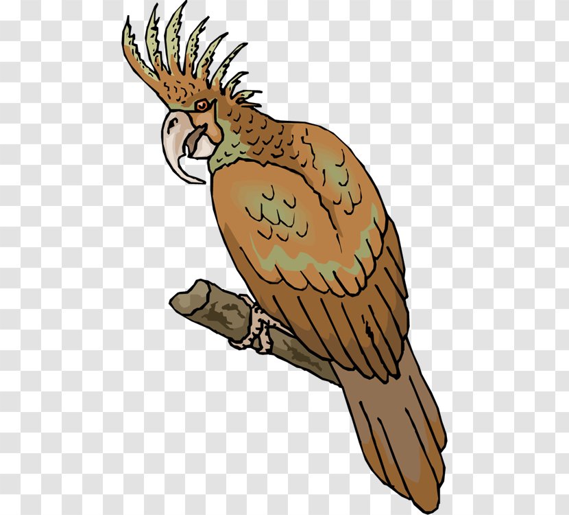 Clip Art Owl Parrot Bird Macaw - Feather - Cockatoo Transparent PNG