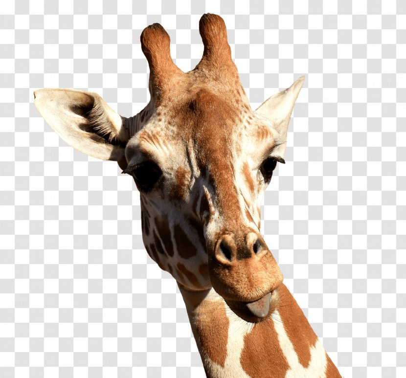Giraffe Lamarckism Clip Art - Mammal Transparent PNG