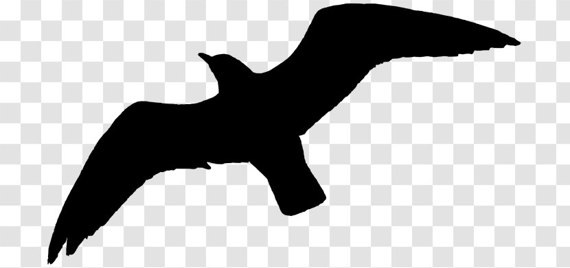 Bird Silhouette - Gulls - Tail Blackandwhite Transparent PNG