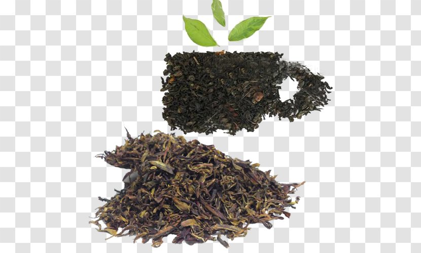 Nilgiri Tea Green Keemun Oolong - Assam - Fresh Transparent PNG