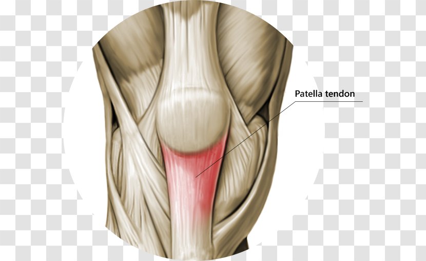 Knee Patellar Tendinitis Tendon Ligament - Shoulder - Muscle Transparent PNG