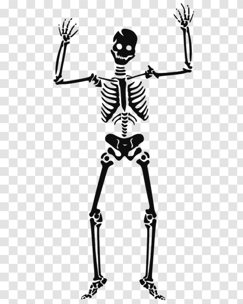 Human Skeleton Skull Clip Art - Joint Transparent PNG