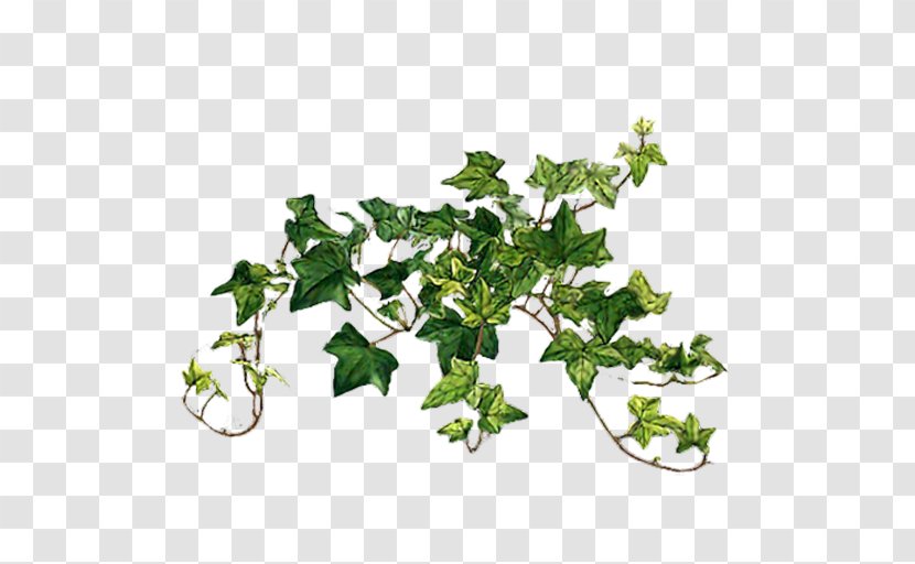 Common Ivy Vine Plants Image - Houseplant Transparent PNG