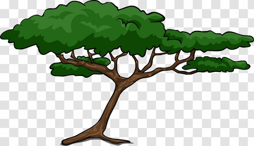 African Trees Wattles Acacia Clip Art - Tree - Cartoon Transparent PNG