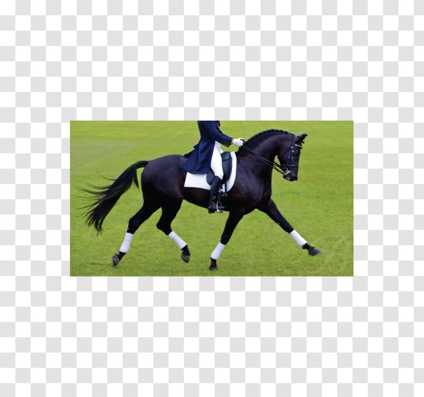 Thoroughbred Dressage Saddle Equestrian Bates Australia - Horse Like Mammal - Mare Transparent PNG