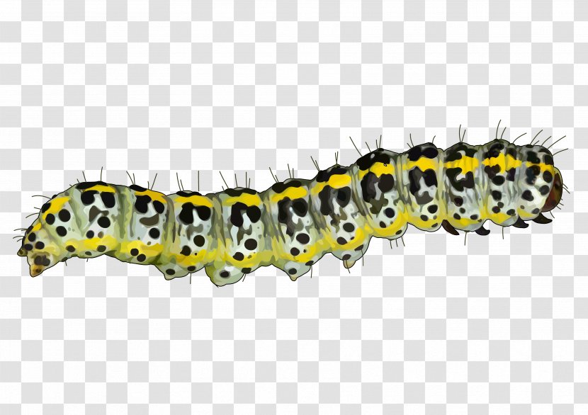 Caterpillar Mopane Worm Pest Educational Technology Tenerife Transparent PNG