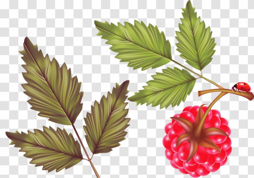 Red Raspberry Leaf Fruit - Auglis - Fresh Raspberries With Leaves Transparent PNG