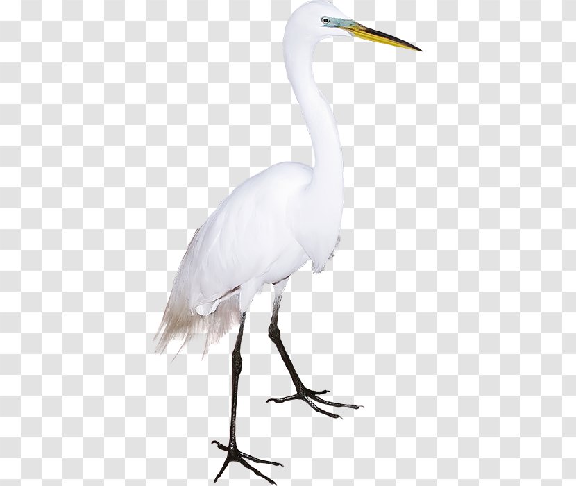 Great Egret Crane Bird Ibis - Wing Transparent PNG