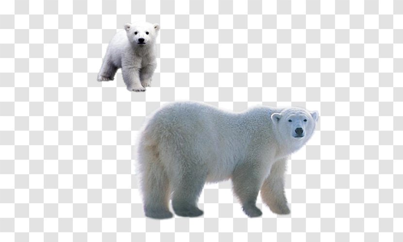 Polar Bear Brown Clip Art - Watercolor - Bears Material Transparent PNG