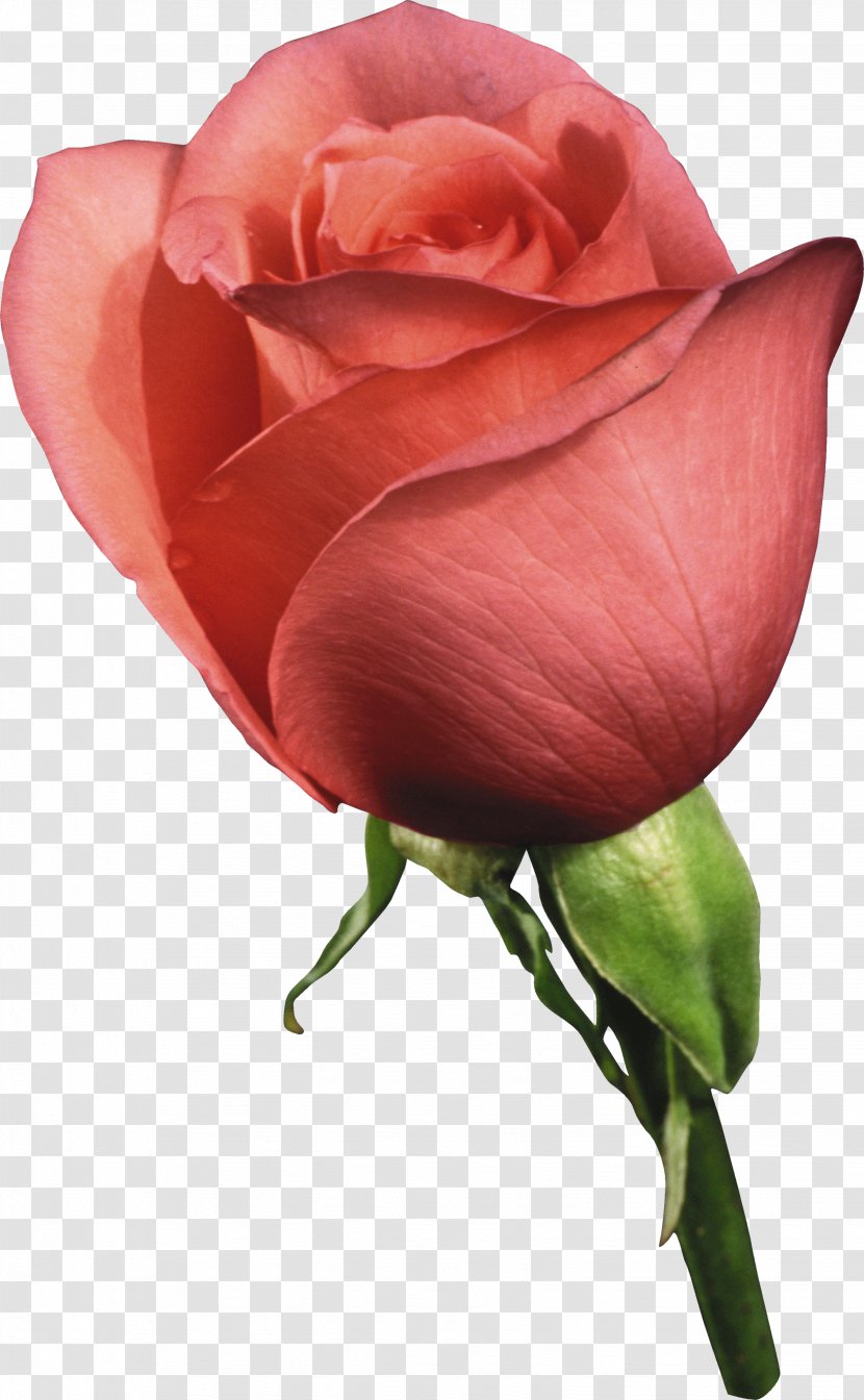 Still Life: Pink Roses Flower Rosaceae Garden Rainbow Rose - Bud Transparent PNG