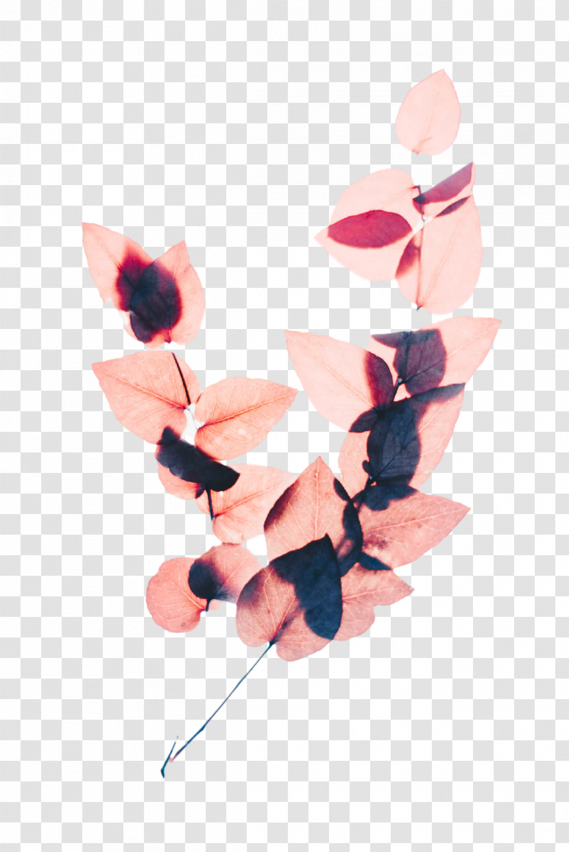 Flower Color Pink Cut Flowers Leaf Transparent PNG