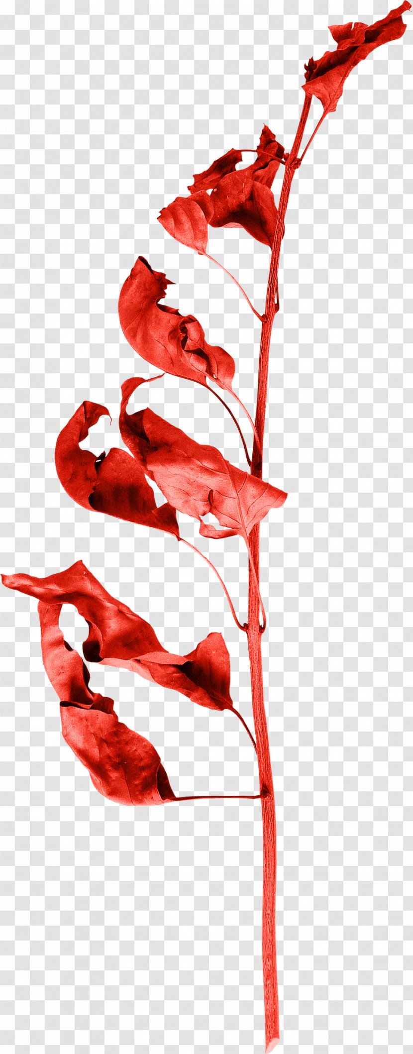 Flower Petal Branch Leaf Twig - Chilli Transparent PNG