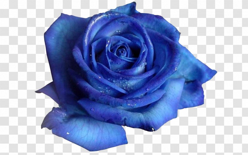 Blue Rose Flower Desktop Wallpaper - Order Transparent PNG